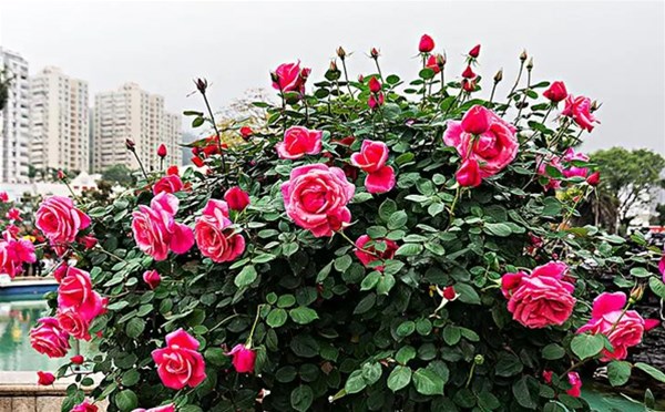 月季花的颜色和芳香，受天气影响吗？