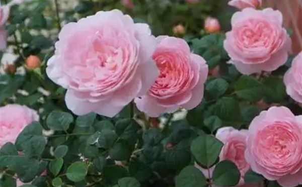 月季花怎样修剪才能保持健康和美观？
